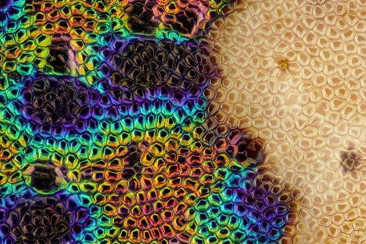 sagaOptics's tweet photo. Tiger beetle, Cicindela hybrida. Here I have attached a dorsal view of the beetle for you to have a better reference. The brownish appearing beetle becomes more colorful the closer you get. A real color boost 🌈 

#cicindelahybrida #beetle #coleoptera https://t.co/GT5hpNI99P