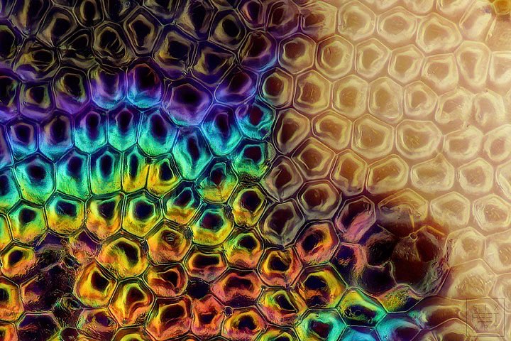 sagaOptics's tweet photo. Tiger beetle, Cicindela hybrida. Here I have attached a dorsal view of the beetle for you to have a better reference. The brownish appearing beetle becomes more colorful the closer you get. A real color boost 🌈 

#cicindelahybrida #beetle #coleoptera https://t.co/GT5hpNI99P