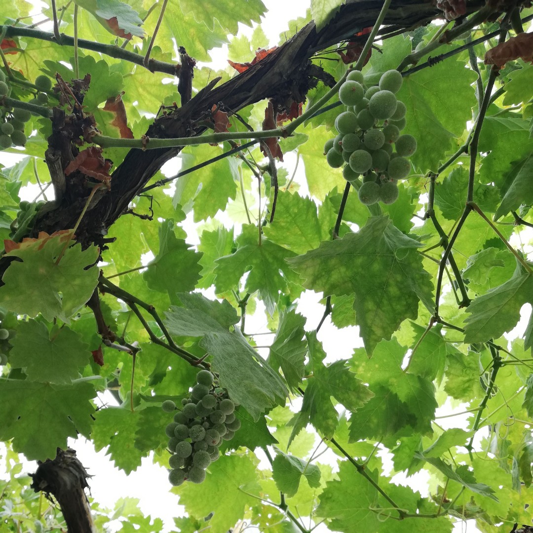 foxfordhome's tweet photo. One hundred years ago, the Sisters of Charity planted grapevines in the greenhouse at the front of the mill. Every year those grapes still bloom proudly above the planted flowers and Chef Kathleen's herb garden.
#foxford #homeofthebrand #Foxford130 #madeinmayo https://t.co/jqoEbuIPVA
