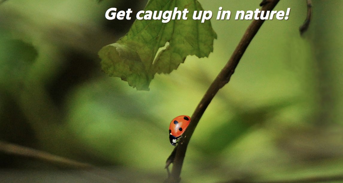 📢🐸📽️Film submissions for ForadCamp 2022 – 11th Nature and Cinema Exhibition are now open❗️❗️❗️

▶️Until April 30th!

foradcamp.com/en/
#ForadCamp2022