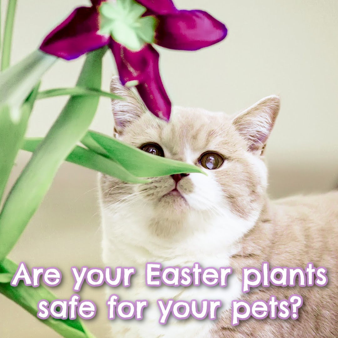 Keep your pets safe this Easter! Check out this link for a list of plants that are toxic to pets: instagram.com/p/CcGObu9t5KV/…
#safepets #garden #gardening #lawncare #dogsoftwitter #catsoftwitter #Easterplants #gardeninglife