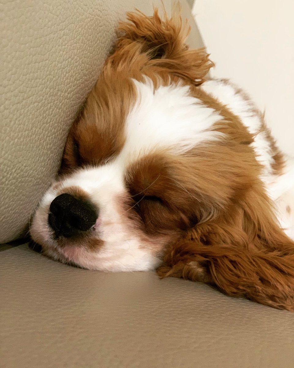 Sleep, sleep, sleep sleep