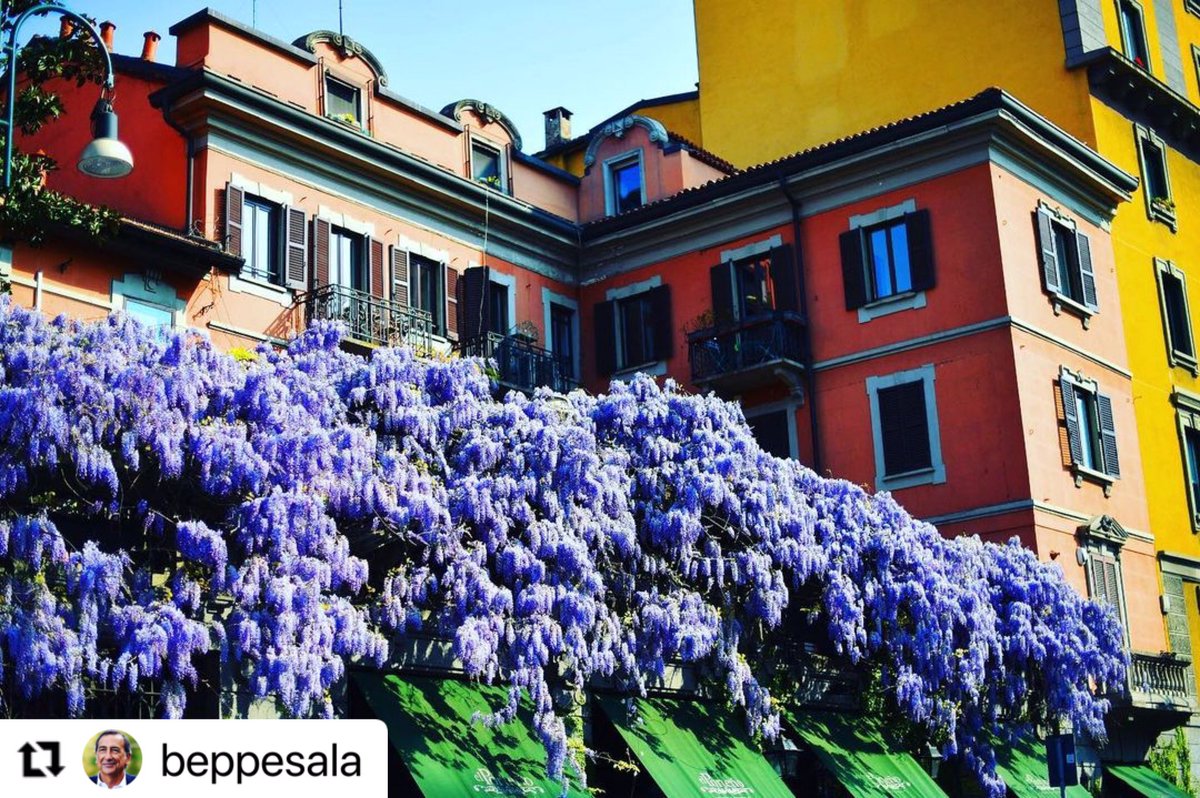 CleliaMussari's tweet photo. A #Milano ci sono tanti meravigliosi #glicini. Guardate il link e… buona passeggiata https://t.co/3kohDiYP5r https://t.co/irLTdqEuIq