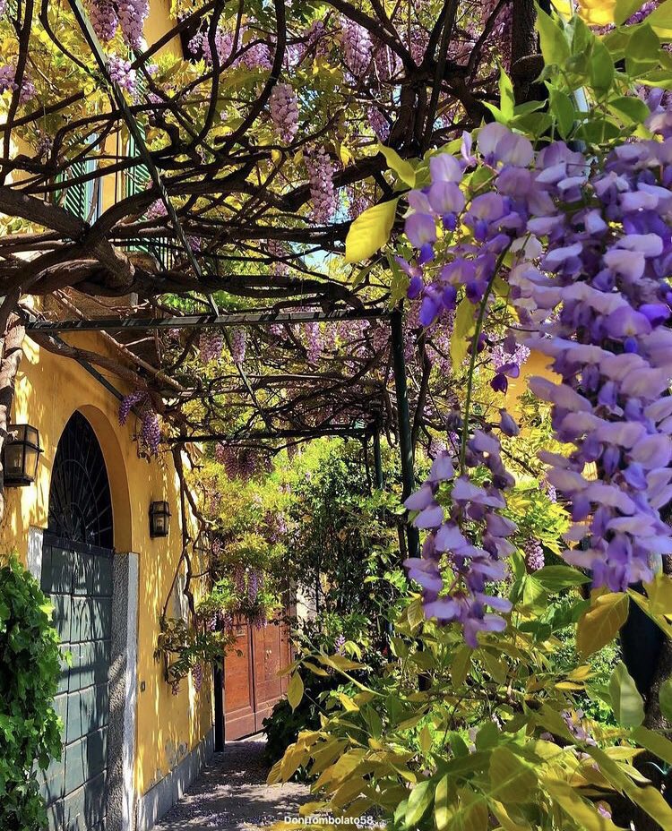 CleliaMussari's tweet photo. A #Milano ci sono tanti meravigliosi #glicini. Guardate il link e… buona passeggiata https://t.co/3kohDiYP5r https://t.co/irLTdqEuIq