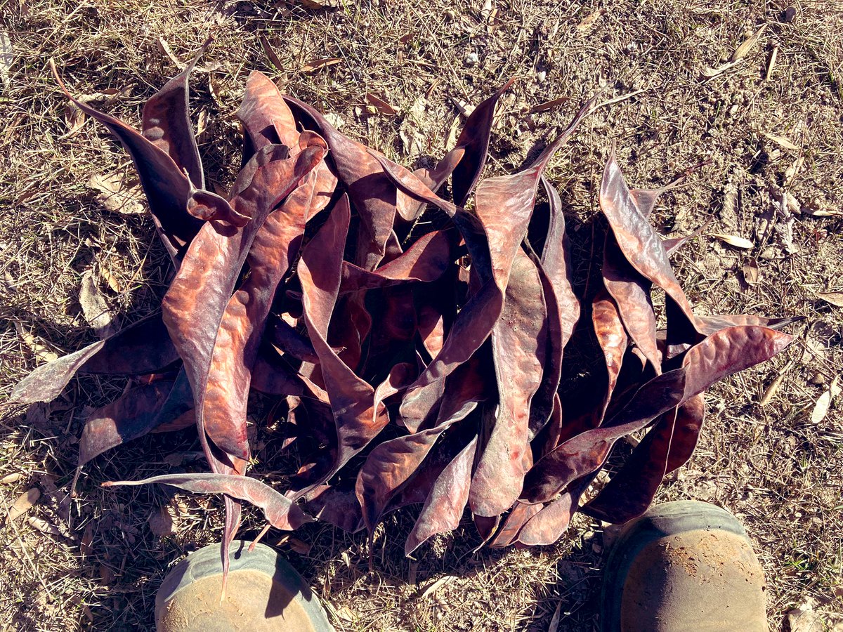 DustinBajer's tweet photo. Score! Cool #YEGtree find! 

I'll add them to the @ForestCityPlant / @shrubscriber seed inventory.

#honeylocust #yeggarden https://t.co/S0sIBzfWnT