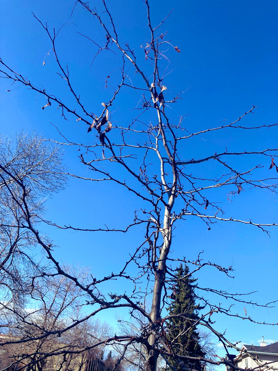 DustinBajer's tweet photo. Score! Cool #YEGtree find! 

I'll add them to the @ForestCityPlant / @shrubscriber seed inventory.

#honeylocust #yeggarden https://t.co/S0sIBzfWnT