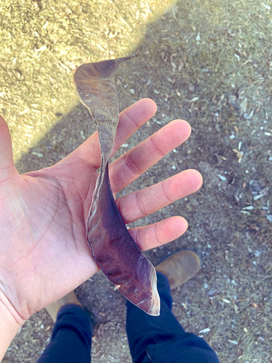 DustinBajer's tweet photo. Score! Cool #YEGtree find! 

I'll add them to the @ForestCityPlant / @shrubscriber seed inventory.

#honeylocust #yeggarden https://t.co/S0sIBzfWnT