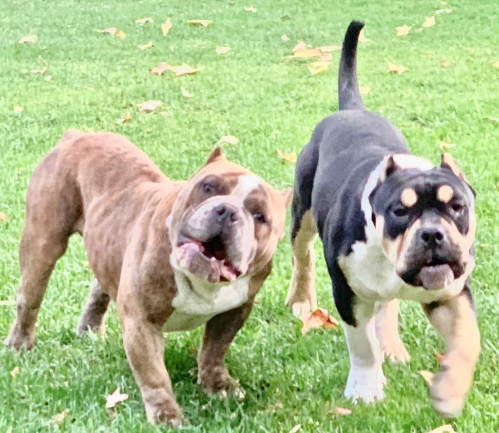 embjpmx's tweet photo. Hoy es día de #HACHIKO el perro más famoso de Japón. Y para recordar su lealtad, hoy celebro este día presentándoles a mis perros #AmericanBully una nueva raza. Aunque parecen muy agresivos, son dóciles, juguetones, muy inteligentes y leales, pero supongo no tanto como #Hachi? https://t.co/VHoIIQdCmW