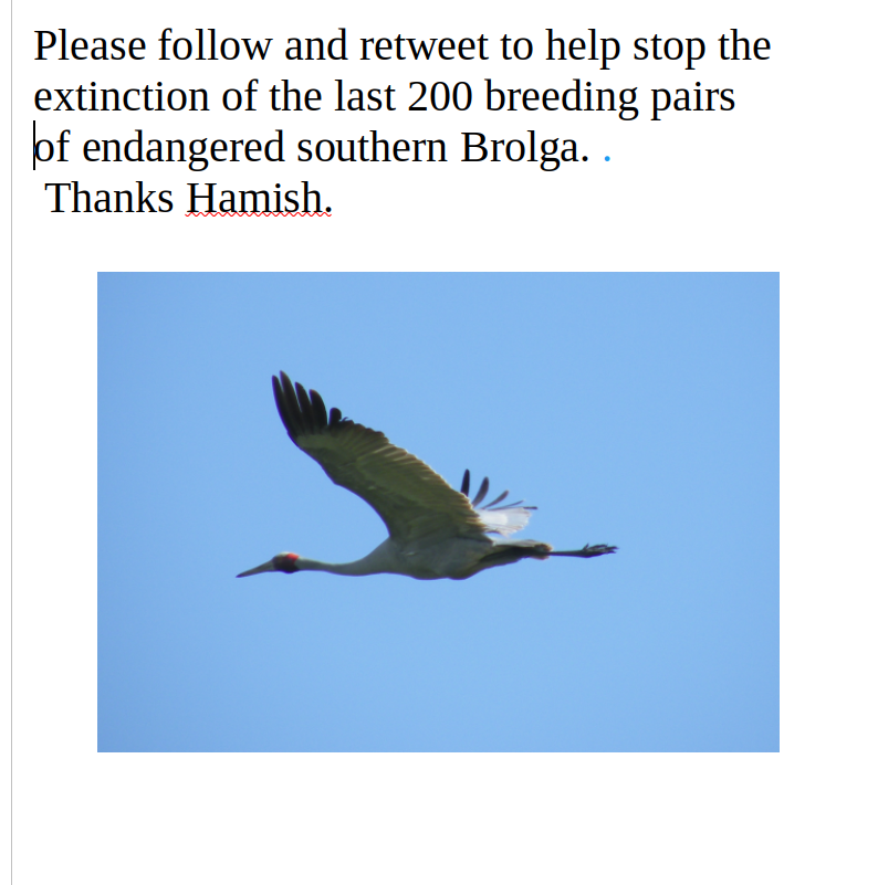 HamishCumming's tweet photo. @RealJohnWynne In #Victoria it is #windturbines that are driving #endangered Sourthern #Brolga into #extinction. A 5km buffer is proven by GPS tracking to be a solution to the #extinction, 50 nests lost due to badly placed turbines in last 8 yrs. 200 breeding pairs left #RacetoZero sustainably https://t.co/5Apy3EEYbs