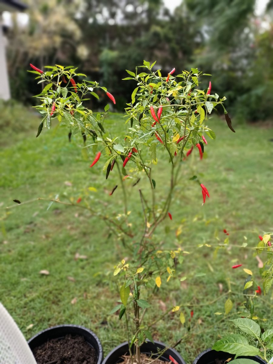 KaizanIrani's tweet photo. My beautiful chilli plant. #hotchilli #chillies #hotchillies #thaichillies https://t.co/jByVtoNSZc
