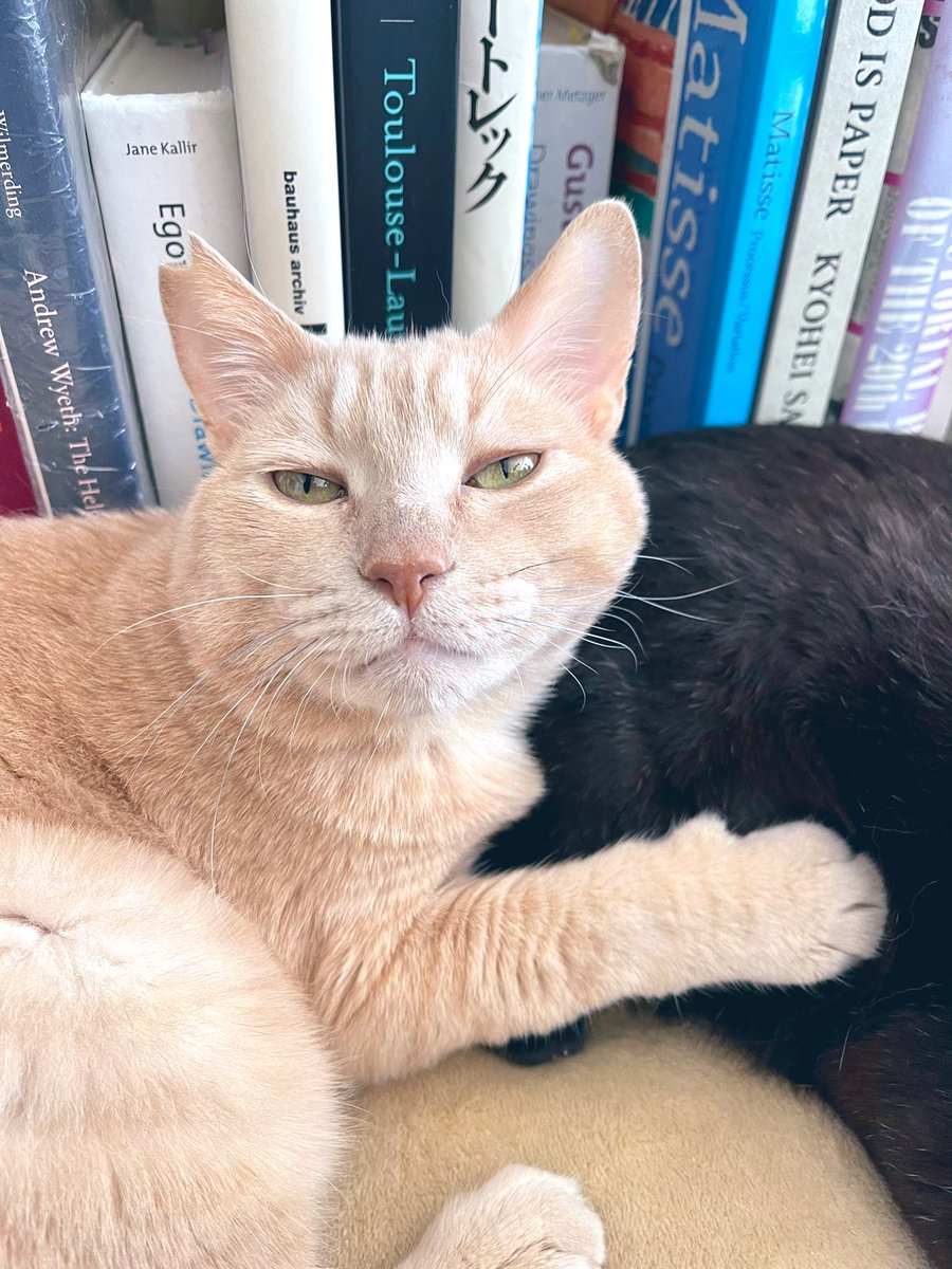 KoishiMiki's tweet photo. クラインシュタイン社の司書。図書室は閉室です📓
#cat #blackcat #cats #workingcat #sleepingcat #bookshelf #booklover #windowcat #catstep #本棚 #猫 #ねこ #黒猫 https://t.co/G1IzLNNjcd