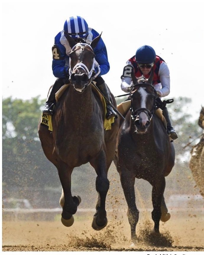 ShadwellFarm's tweet photo. Good luck to our homebred ZAAJEL who is running tomorrow in the G3 $150k Distaff Handicap @TheNYRA. Wishing safe trips for all horses and jockeys! #ShadwellFarm #PletcherRacing https://t.co/paoDjiUrxq