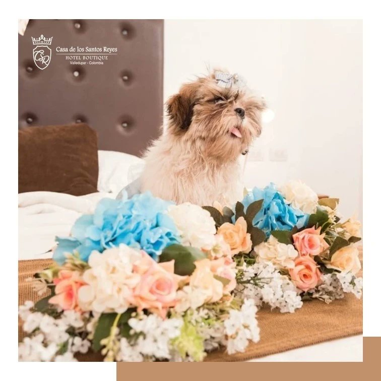 🥰 Nosotros solo queremos que la familia completa sea feliz y todos se sientan como en casa!
Bienvenidos con sus pequeñ<a href="/s/">『S』</a>

Que tal esta belleza llamada Chispita 🥰 🐶#shihtzu

#petfriendlyhotel #hotelesboutique #hotelenValledupar