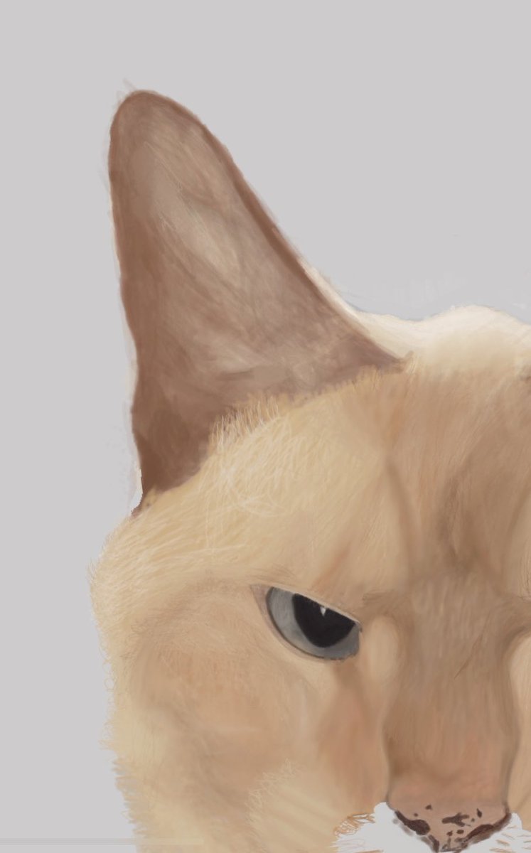 BriPorts's tweet photo. @OpenAcademics Hi there! I’m Bri! I’m a 5th year Ph.D. Student at Duquesne University. I study male reproductive proteins in primates. 

In my free time I like to read, annoy my cats, and I’m trying to learn how to draw! https://t.co/weozju6l93