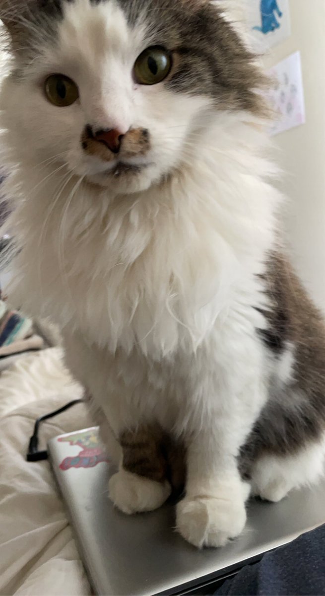 BriPorts's tweet photo. @OpenAcademics Hi there! I’m Bri! I’m a 5th year Ph.D. Student at Duquesne University. I study male reproductive proteins in primates. 

In my free time I like to read, annoy my cats, and I’m trying to learn how to draw! https://t.co/weozju6l93