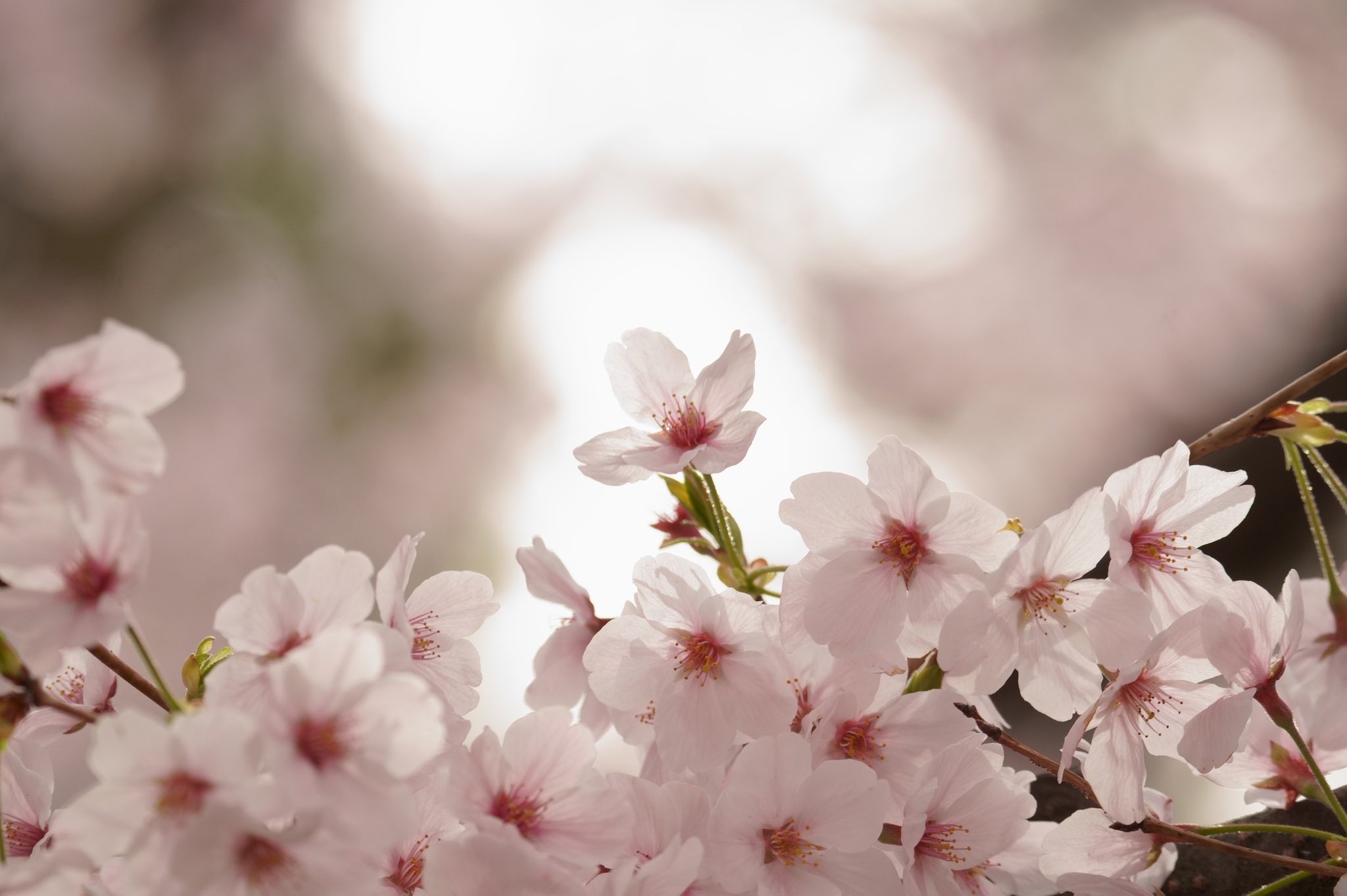 午後はひるね R1ibbv7gkw8ku Twitter