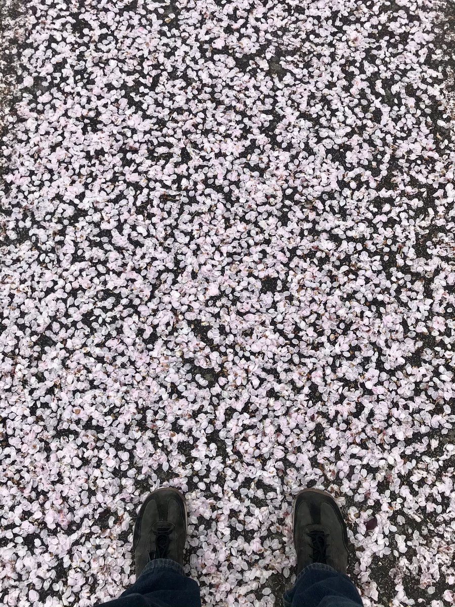 chaosnickmusic's tweet image. so many petals / have fallen in the spring winds / like snow in April #haiku #vancouverspring #cherryblossoms #vancouverbc #naturepoetry