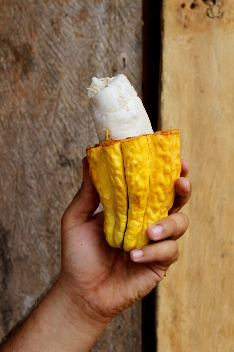 1 | O’Payo is our #organic #cacao and comes from Waslala, a municipality in the north of Nicaragua. 

Our collection truck travels approximately 6 to 7 hours from our warehouse to Waslala to collect the cacao beans at the producer’s farm gate. 🍫