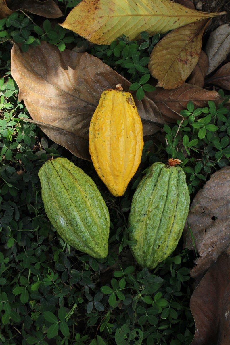 IngemannFC's tweet photo. 2 | In Waslala, they have to continue driving between 15 to 25 kilometers to specific communities where farms are. 👨‍🌾👩‍🌾

It’s a long trip, but it is worth all the effort!

To see the O’Payo flavor profiles and ask for samples, please visit our website: https://t.co/859USX0VKv https://t.co/5o5bgc3bH5