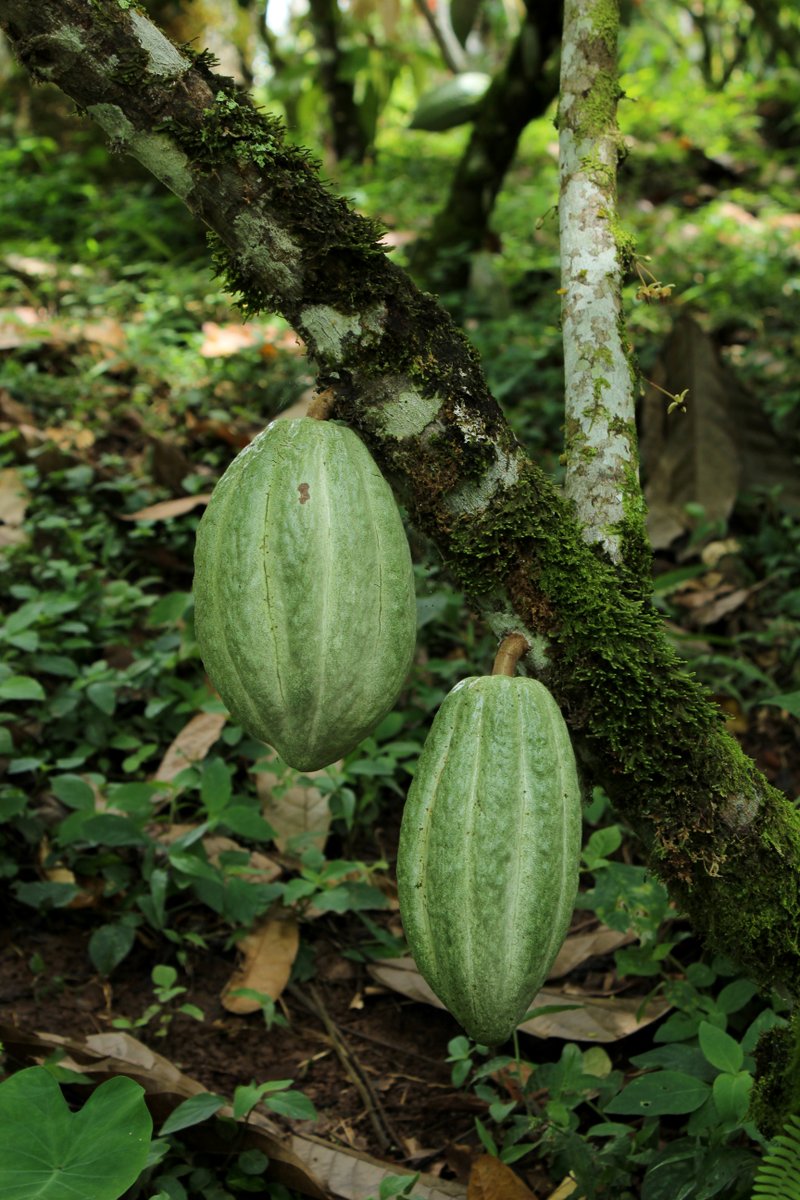 2 | In Waslala, they have to continue driving between 15 to 25 kilometers to specific communities where farms are. 👨‍🌾👩‍🌾

It’s a long trip, but it is worth all the effort!

To see the O’Payo flavor profiles and ask for samples, please visit our website: ingemann.com.ni/opayo