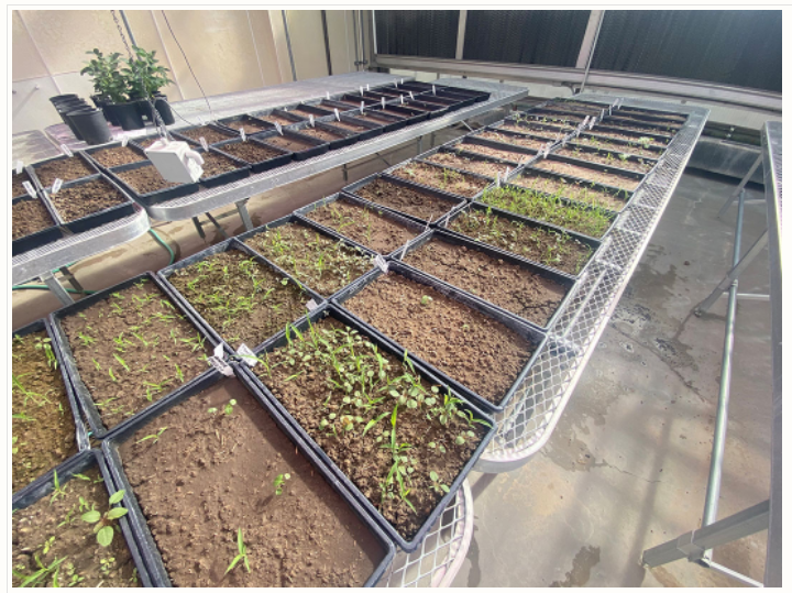 NebENREEC's tweet photo. Expanding the Integrated Weed Mgmt Toolbox: Winter Cover Crop Impacts on Weed Dynamics in Eastern & Central Neb. 2021 Trials were conducted on small research plots & field-scale on-farm experiments at 6 Neb. sites including #NebENREC & SCAL https://t.co/HoCNfimh0D @UNL_Cropwatch https://t.co/n5CZLKxupP