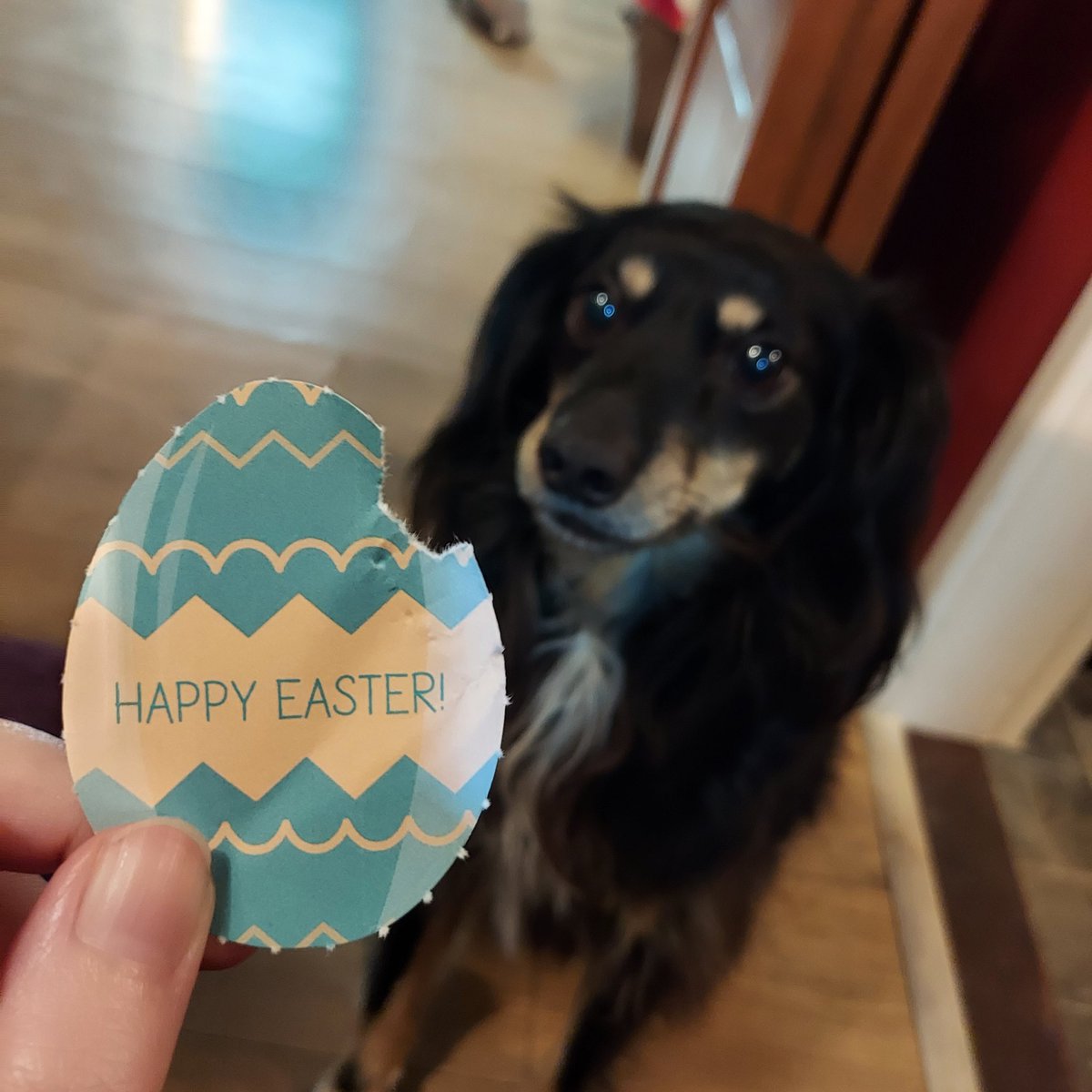 eamf4's tweet photo. Happy Easter from Roxy and the half-eaten paper egg πΎπ
#vipeaster @PetsatHome https://t.co/1z7hBkShHI