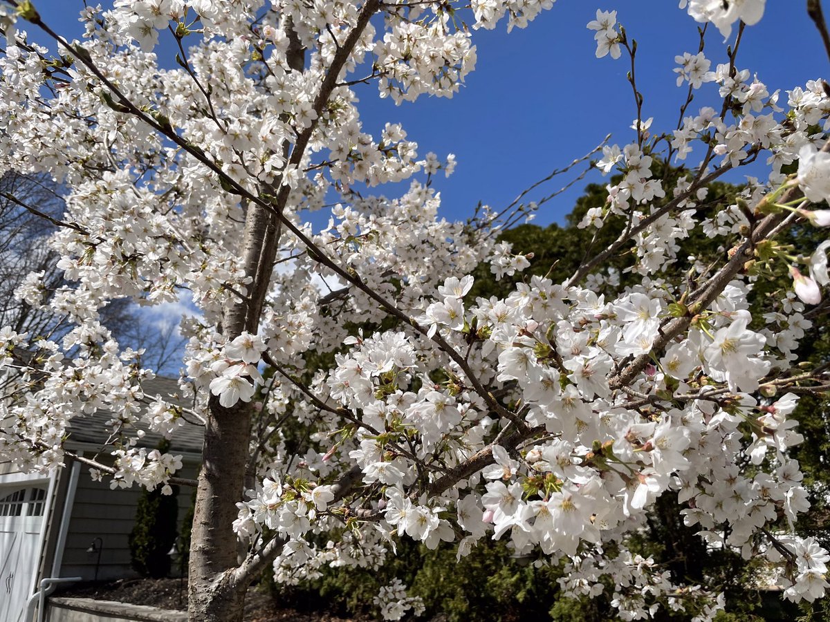 HammertimeAgain's tweet image. After all that rain more signs of better days to come this afternoon #SpringStatement2022 #SpringVibes #springflowers