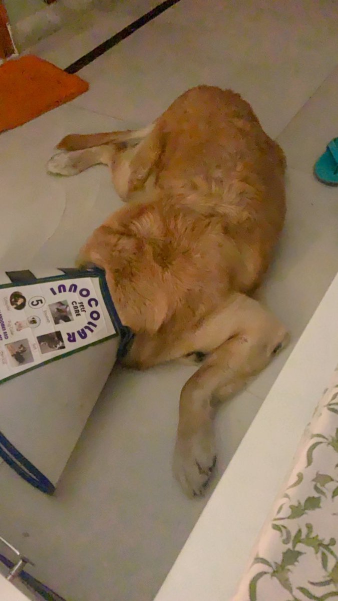 nehadw's tweet photo. Sleeping with two partners on either side of me tonight. #Fridaynightdoneright https://t.co/CGDqB3Qk8M