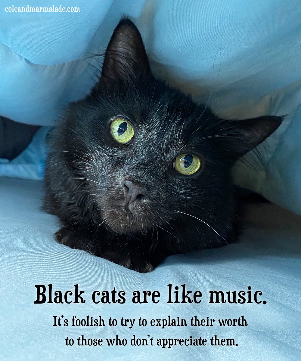 Who lives with a house panther? ... Purrlease share photographic evidence! 🙂 🖤

#BlackCats #BlackCatsClub #HousePanther