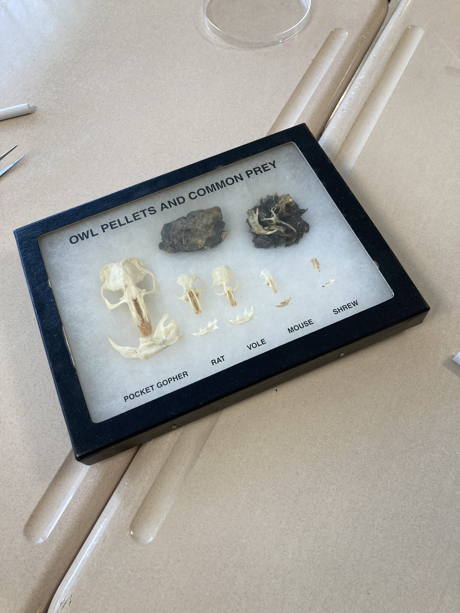 henryjess3's tweet photo. HS Day of Play rocked it out with music jam, improv, owl pellets, enviroscapes &amp; turbines! Thanks again to student presenters &amp; Etown College Science in Motion #easddayofplay @EtownAreaHS @etownPAschools @EtownCollege https://t.co/YnmrXUoaV0