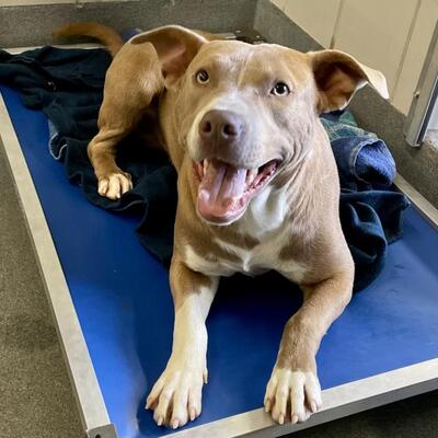 HollywoodDogs's tweet photo. Tanifran, a 2-year-old American Staffordshire Terrier mix at a full shelter in #SanAntonio, #TX, is in IMMEDIATE need of adoption, a foster home, or rescue https://t.co/IrQ2Tk4RZV #URGENT #AdoptableDogofDay 🐶 https://t.co/D5m5fQXmDG
