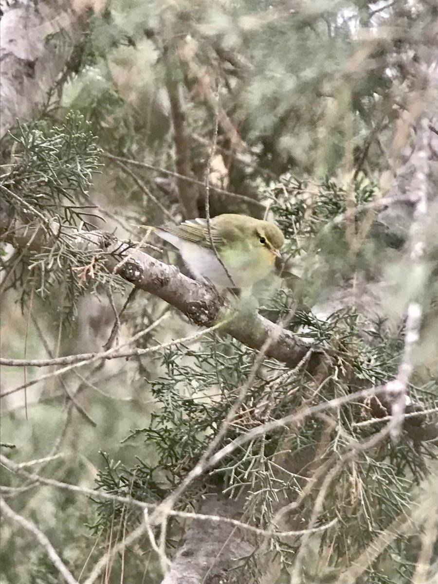 Very windy today but still some great birds to see with ⁦<a href="/birdingabroad/">Birding Abroad</a>⁩. Mandria and Ortolan Bunt and Stone Curlew. Astro Dam area Cyprus and Wood Warblers with other bits and bats about and me p/scope busy again. #cyprusbirds