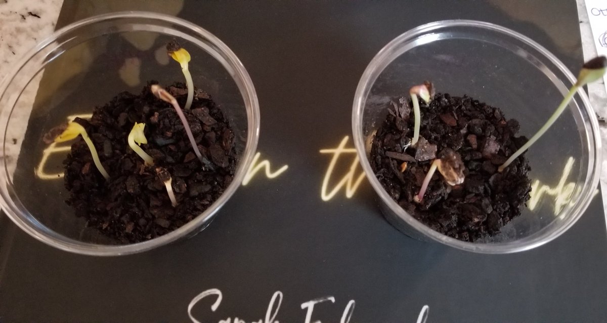 SarahEdwards tweet media