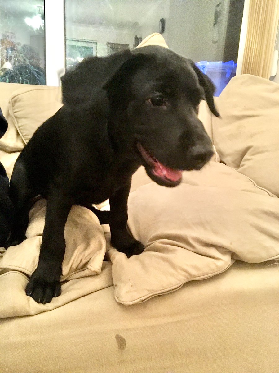 willbrooks74's tweet photo. Introducing the newest addition to the household - Roscoe. Already holding his own with Barney! https://t.co/9kHP5kdXPx