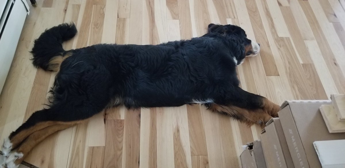 NotTheCabin's tweet photo. Calvins come in all shapes and sizes @FetchRewards #berner https://t.co/WaghveZ1SR