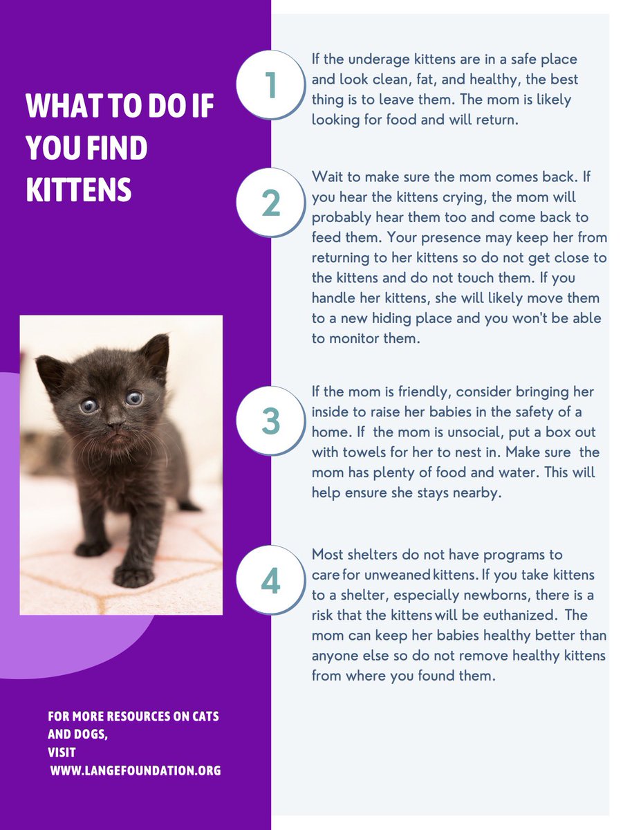langefoundation's tweet photo. Kitten season has started! Kittens do best with their mothers until they are two months old and if you see kittens outside that look clean and fed do not remove them. They have a mother cat nearby taking care of them. Only remove kittens who are sick or injured and need a vet! https://t.co/hQdZZxUQhq