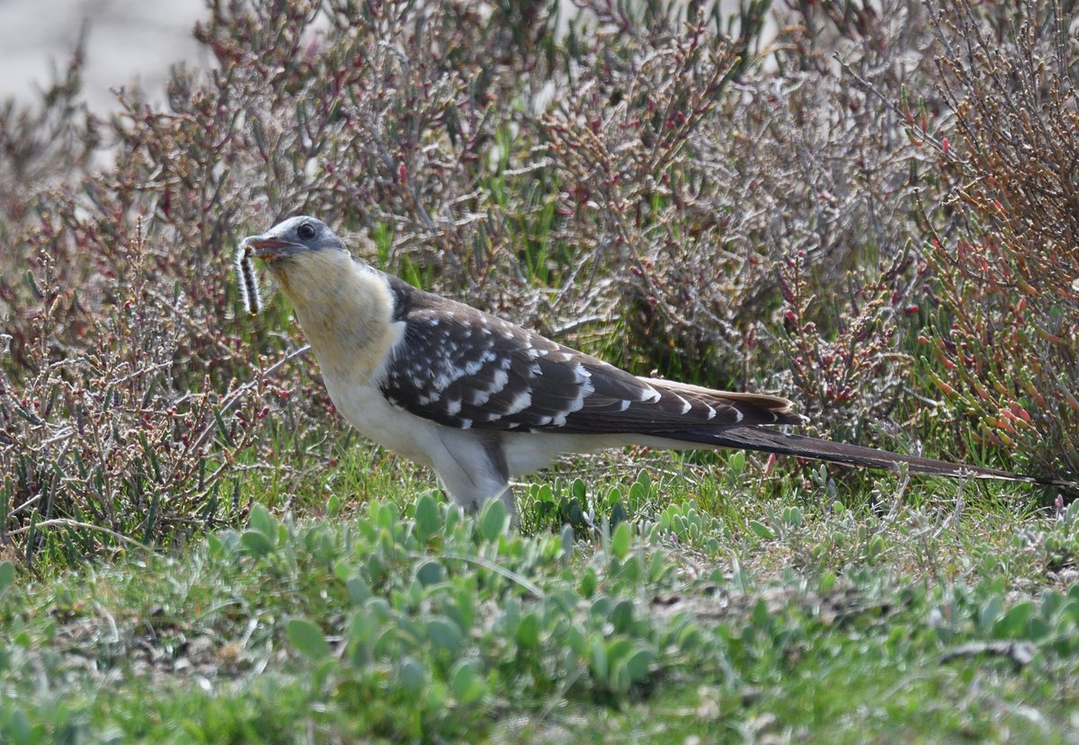 JoKingDevon's tweet image. Woohoo!!! #GreatSpottedCuckoo! We worked so hard for this. If there was one minor irritation it was having to take the photos against harsh light, but after 4 days searching and hoping I'm ecstatic to have had good views for over 1/2 hour #Camargue #France