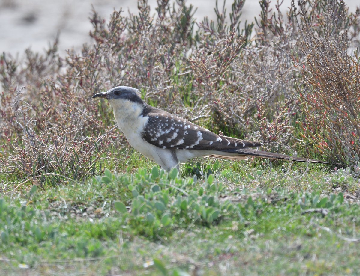 JoKingDevon's tweet image. Woohoo!!! #GreatSpottedCuckoo! We worked so hard for this. If there was one minor irritation it was having to take the photos against harsh light, but after 4 days searching and hoping I'm ecstatic to have had good views for over 1/2 hour #Camargue #France