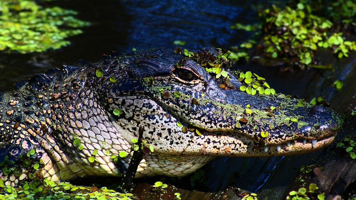 Can you add to these 16 ways of saying goodbye using ‘see you…’? Cultural reintegration, roundabout kryptonite and fat pigeons on their week’s Takumi X blog

 #culturalintelligence #idioms #leadership  #culturalawareness #communicationskills 

takumix.org/see-you-around…