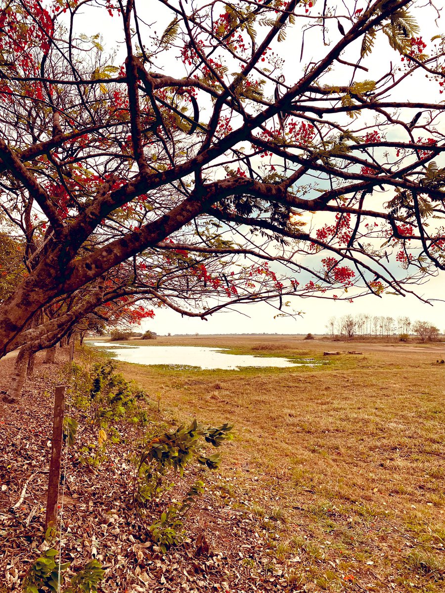 NadalDiplo's tweet photo. En camino hacia Caracas quería compartir con vosotros impresiones y fotos de la impactante belleza de los llanos apureños : amaneceres y atardeceres donde la tierra, el cielo y el agua se juntan tan intensamente que no se les puede separar. https://t.co/c8K1buAxu6