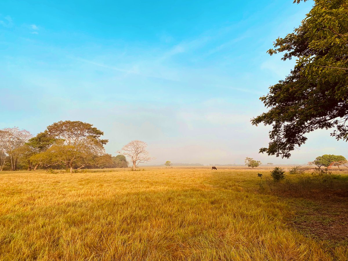 NadalDiplo's tweet photo. En camino hacia Caracas quería compartir con vosotros impresiones y fotos de la impactante belleza de los llanos apureños : amaneceres y atardeceres donde la tierra, el cielo y el agua se juntan tan intensamente que no se les puede separar. https://t.co/c8K1buAxu6