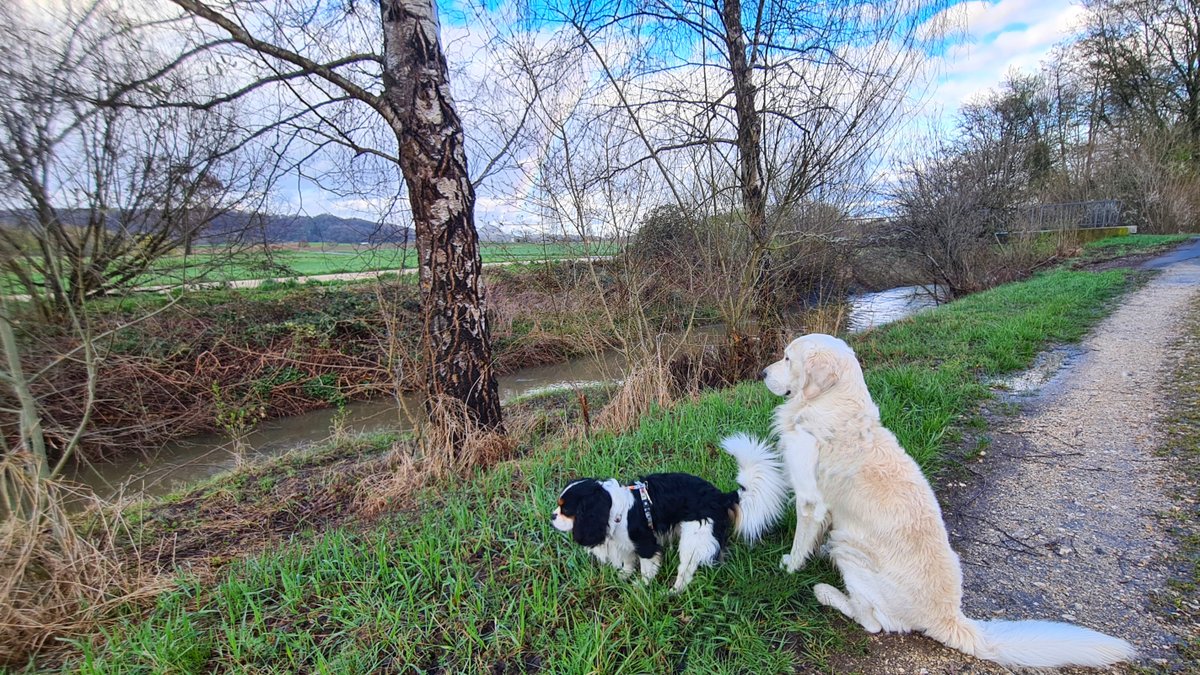 Hunde an einem kleinen Fluß, glitzerndes Wasser im Hintergrund eine kleine Brücke und ein Regenbogen, alles ist feucht von ausgiebigem Regen