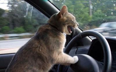 perfectseb's tweet photo. @2Frais1976 @Belouche51 @chat_lechat @JeanPaulepanda @Sham_Rock71 Gérard,  53 ans, chauffeur livreur pour kitekat https://t.co/479yTQvJEi