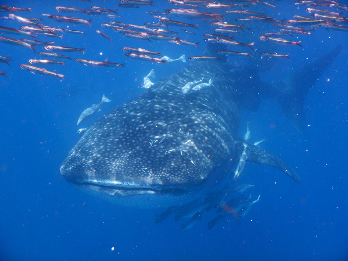 SMART Seas for MPAs tweet media