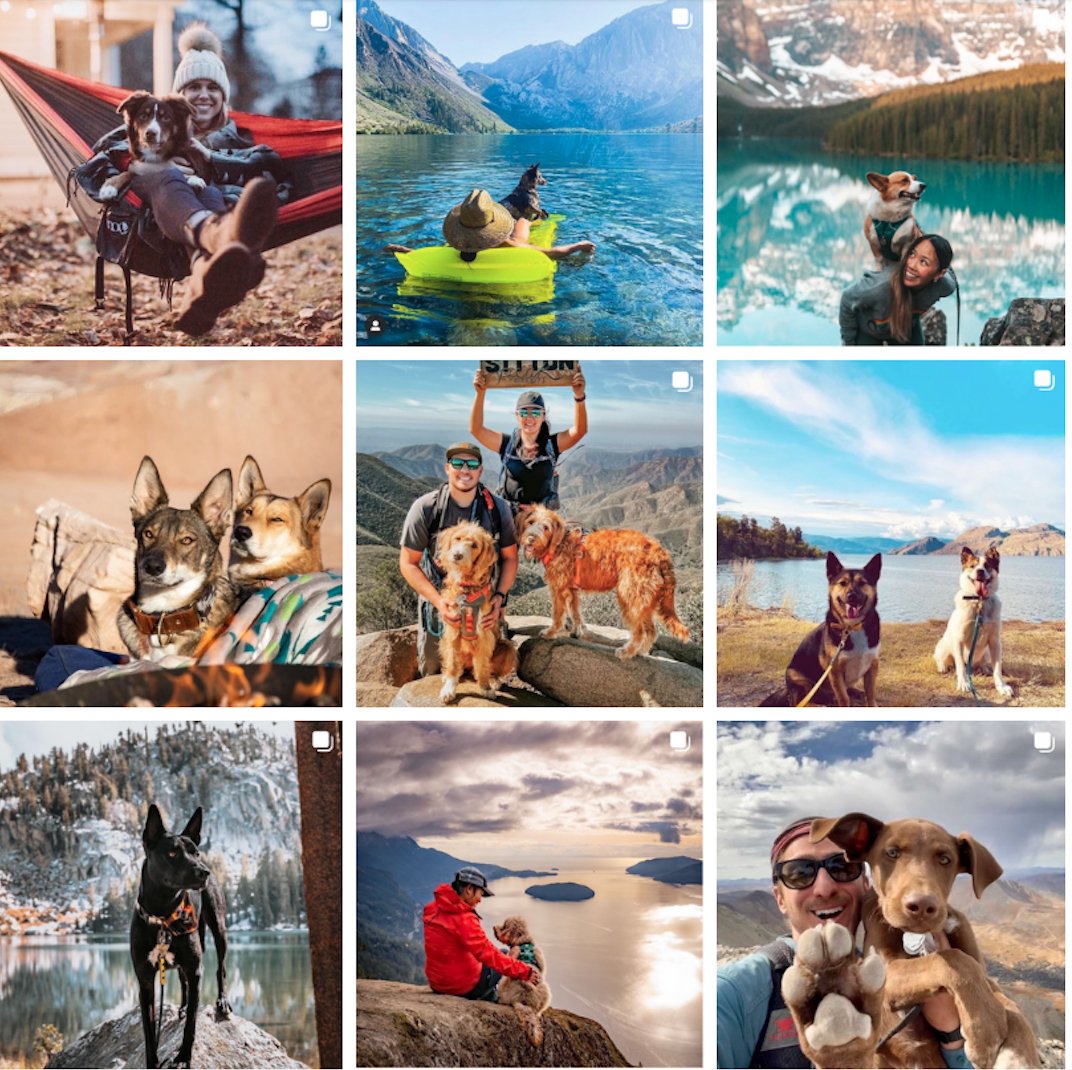 Parachutedotco's tweet photo. Social campaigns make our hearts go pitter patter. ❤️

Our #MyDogStory campaign for @campingwithdogs has reached over a million users and garnered over 200,000 likes. Read more about what makes this campaign special on our Instagram! https://t.co/cPkUFoNEeU