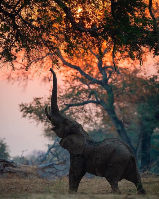 An elephant strikes a pose as the sunsets behind.
#NFT #CNFT #Cardano #CardanoNFT #ADA #nftphotography