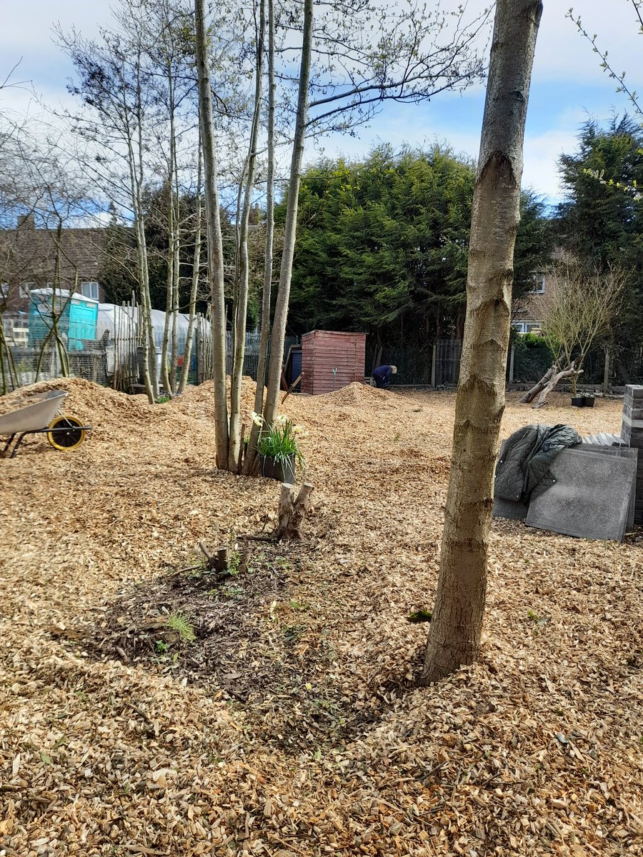 FriendsDrive's tweet image. Another approximate 20 tons of wood chippings spread today. Thank you Rapid Tree Care and all of our Volunteers.