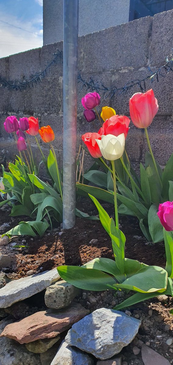 2cliona's tweet photo. Day 98/100 finished work early today so took advantage to get long run done. Only 19km but it will do. It was very sunny but freezing strong wind made it hard work. Took another pic of my lovely tulips 😂 @PetersClodagh @niamherino  #100daysofwalking #100daysofrunning #CorkCity https://t.co/plpGhSin9R