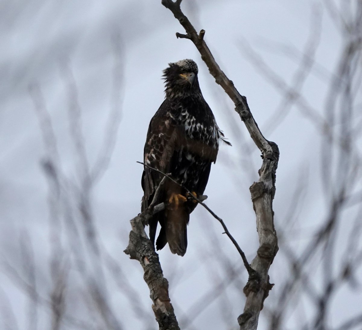 webbish6's tweet photo. I've been sick this week and it's been beautiful outside. This immature eagle picture captures my mood. #chronicillness #sick #grumpyeagle https://t.co/UtPeifuwOO