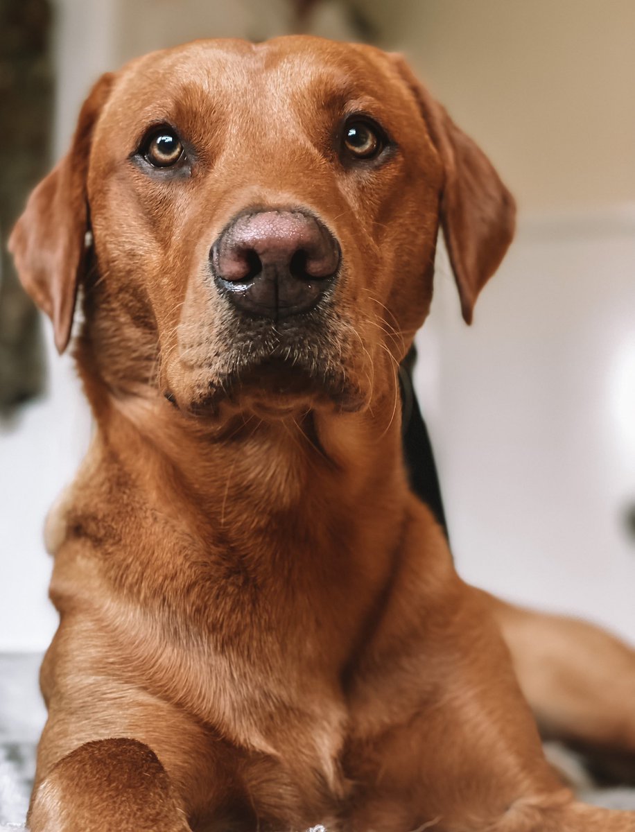 Bailey 🐾 tweet media